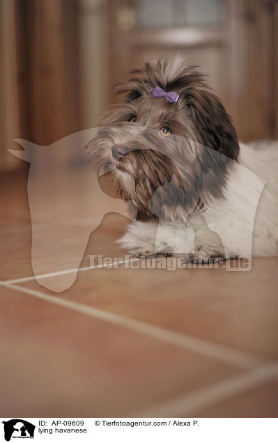 liegender Havaneser / lying havanese / AP-09609