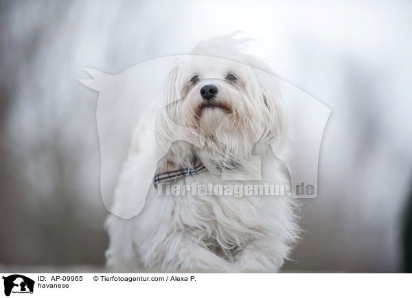 Havaneser / havanese / AP-09965