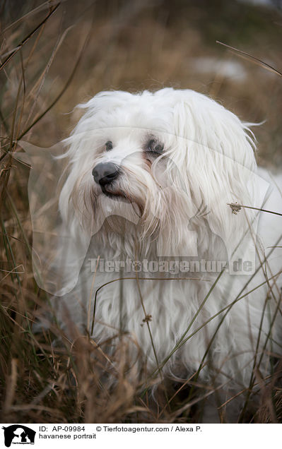 Havaneser Portrait / havanese portrait / AP-09984