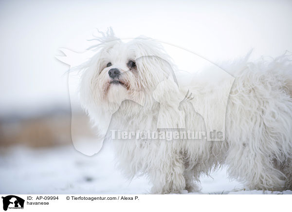 Havaneser / havanese / AP-09994