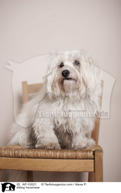 sitzender Havaneser / sitting havanese / AP-10021