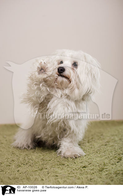 Havaneser gibt Pftchen / havanese gives paw / AP-10026