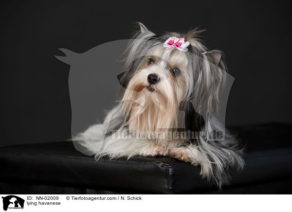 liegender Havaneser / lying havanese / NN-02009