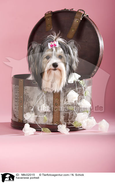 Havaneser Portrait / havanese portrait / NN-02015