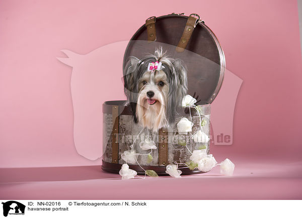 Havaneser Portrait / havanese portrait / NN-02016