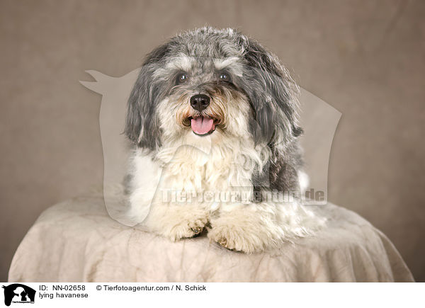 liegender Havaneser / lying havanese / NN-02658