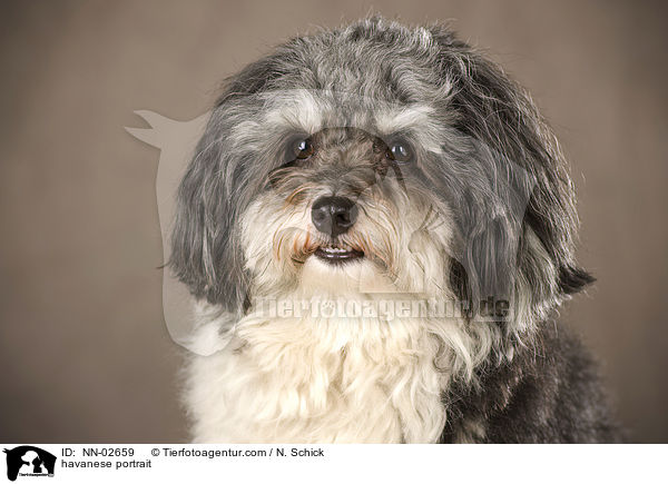 Havaneser Portrait / havanese portrait / NN-02659