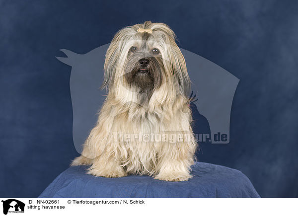 sitzender Havaneser / sitting havanese / NN-02661