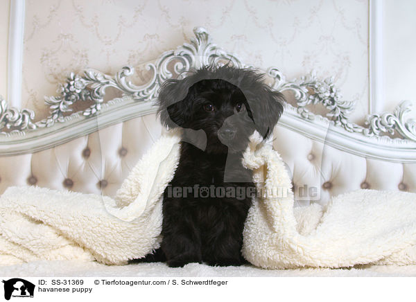 Havaneser Welpe / havanese puppy / SS-31369