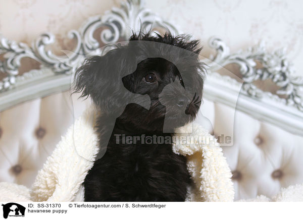 Havaneser Welpe / havanese puppy / SS-31370