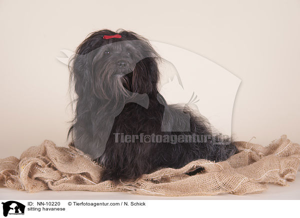 sitzender Havaneser / sitting havanese / NN-10220