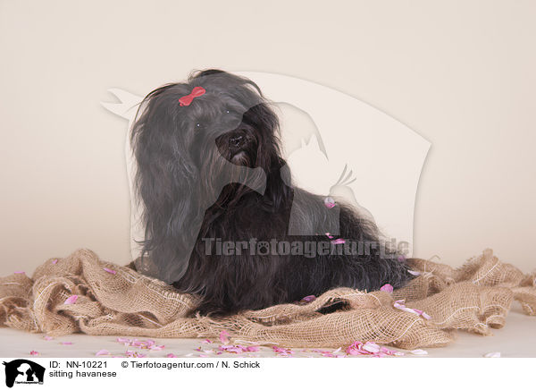 sitzender Havaneser / sitting havanese / NN-10221