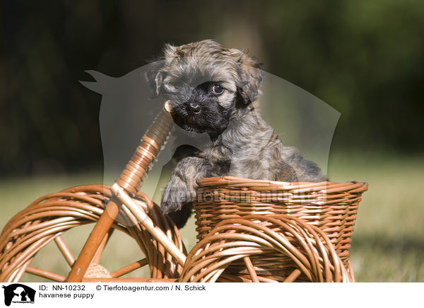 Havaneser Welpe / havanese puppy / NN-10232