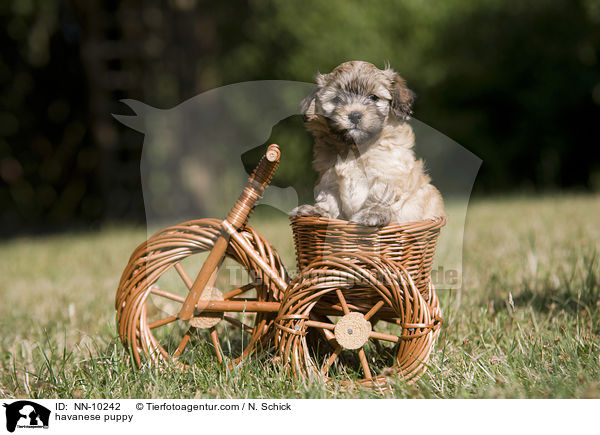 Havaneser Welpe / havanese puppy / NN-10242