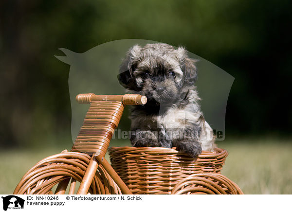 Havaneser Welpe / havanese puppy / NN-10246