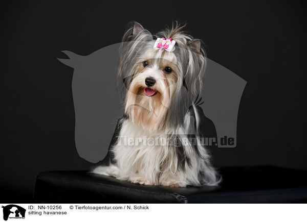 sitzender Havaneser / sitting havanese / NN-10256