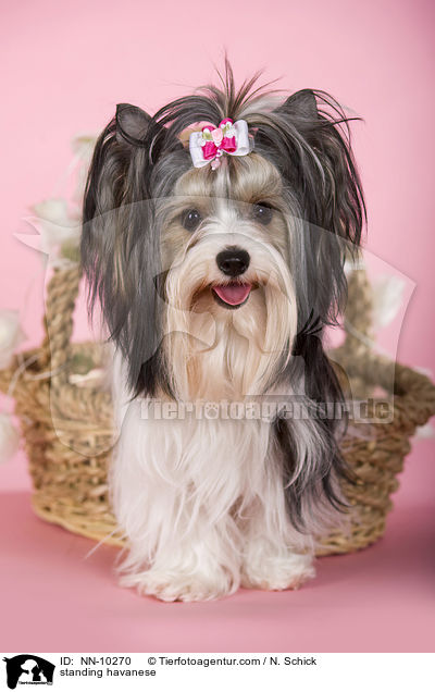 stehender Havaneser / standing havanese / NN-10270