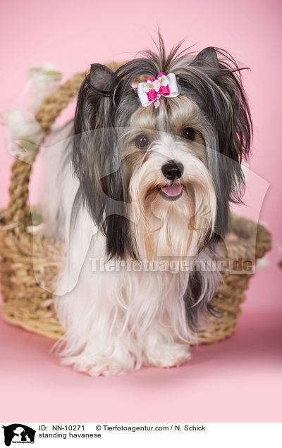 stehender Havaneser / standing havanese / NN-10271