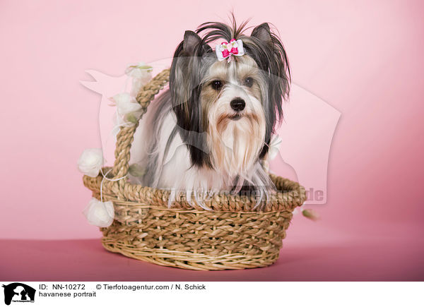 Havaneser Portrait / havanese portrait / NN-10272