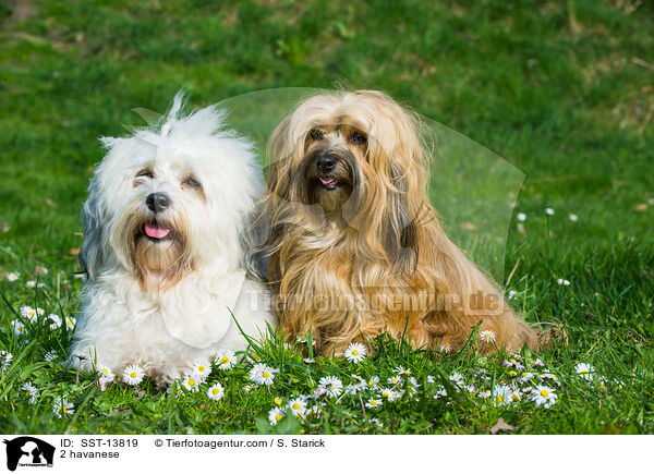 2 Havaneser / 2 havanese / SST-13819