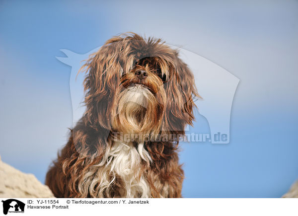 Havaneser Portrait / Havanese Portrait / YJ-11554