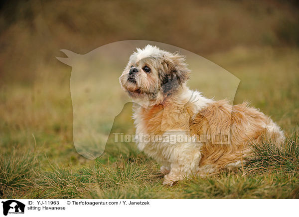 sitzender Havaneser / sitting Havanese / YJ-11963