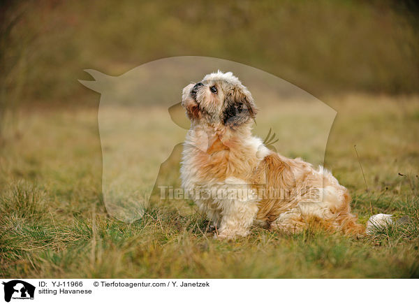 sitzender Havaneser / sitting Havanese / YJ-11966