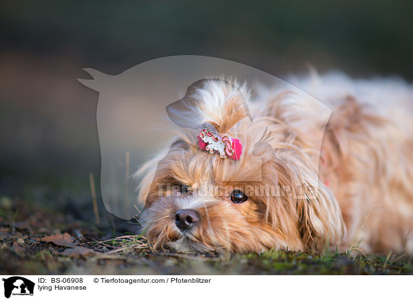 liegender Havaneser / lying Havanese / BS-06908