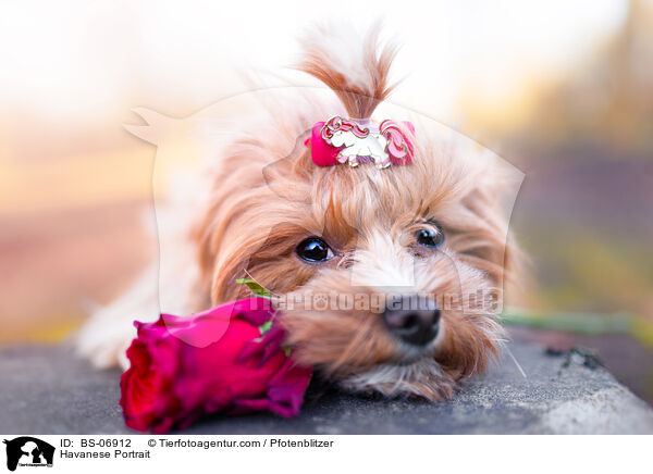 Havaneser Portrait / Havanese Portrait / BS-06912