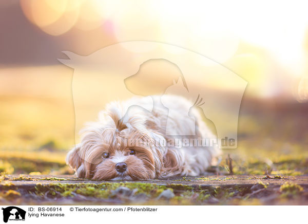 liegender Havaneser / lying Havanese / BS-06914