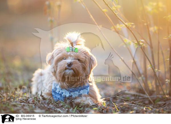 liegender Havaneser / lying Havanese / BS-06915