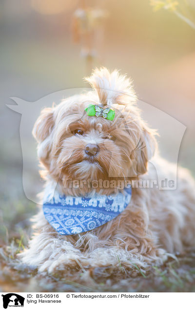 liegender Havaneser / lying Havanese / BS-06916