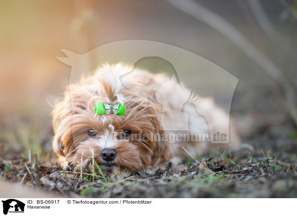 Havaneser / Havanese / BS-06917