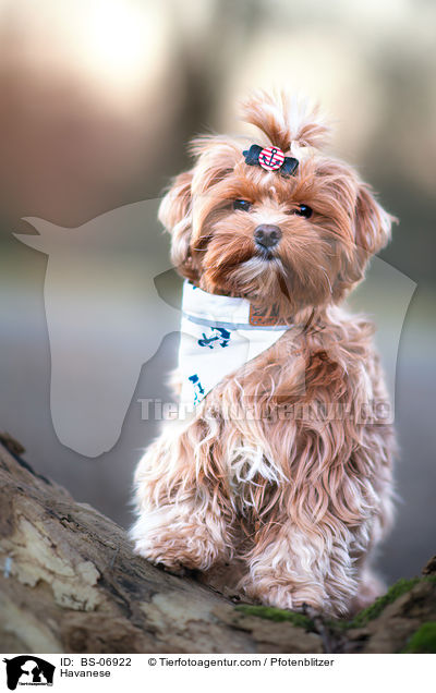 Havaneser / Havanese / BS-06922