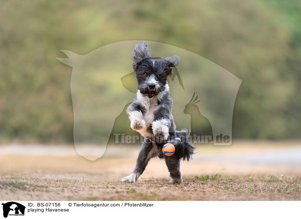 spielender Havaneser / playing Havanese / BS-07156