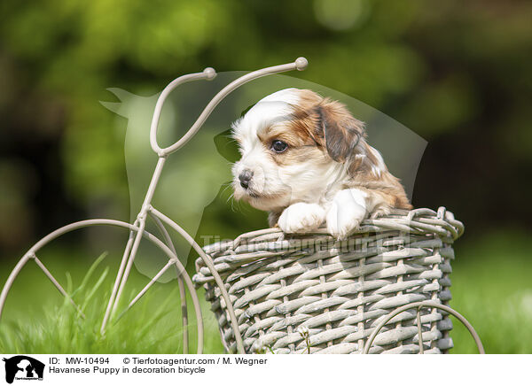 Havaneser Welpe in Deko Fahrrad / Havanese Puppy in decoration bicycle / MW-10494