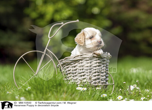 Havaneser Welpe in Deko Fahrrad / Havanese Puppy in decoration bicycle / MW-10500