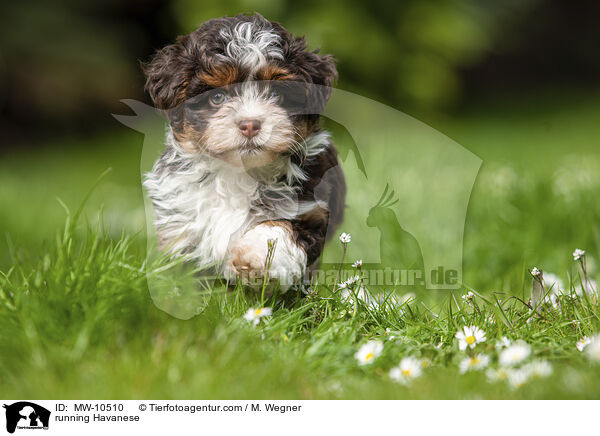 rennnender Havaneser / running Havanese / MW-10510