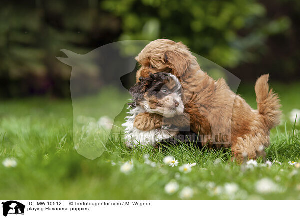 spielende Havaneser Welpen / playing Havanese puppies / MW-10512