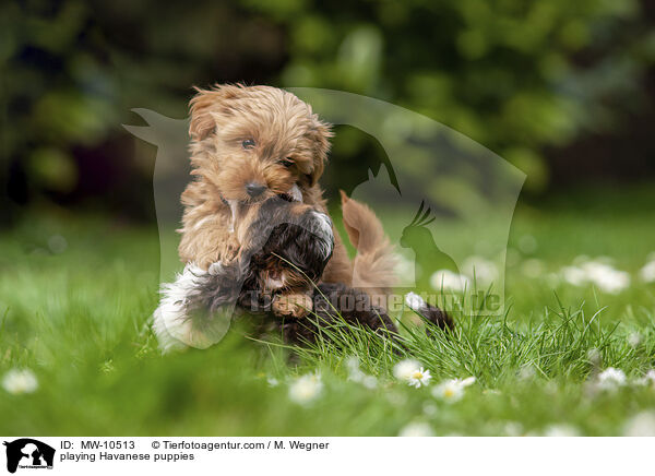 spielende Havaneser Welpen / playing Havanese puppies / MW-10513