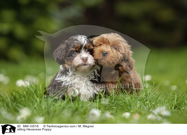 sitzende Havaneser Welpen / sitting Havanese Puppy / MW-10516