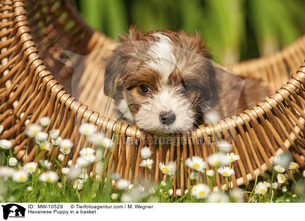 Havaneser Welpe im Krbchen / Havanese Puppy in a basket / MW-10529