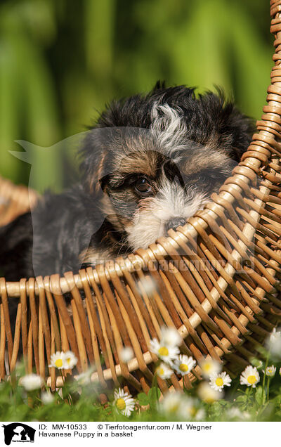 Havaneser Welpe im Krbchen / Havanese Puppy in a basket / MW-10533