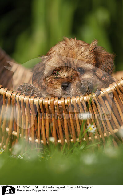 Havaneser Welpe im Krbchen / Havanese Puppy in a basket / MW-10574