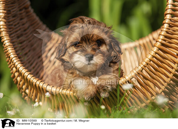 Havaneser Welpe im Krbchen / Havanese Puppy in a basket / MW-10589