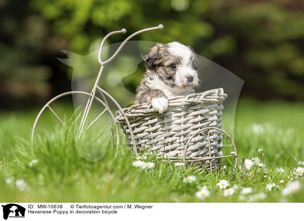 Havaneser Welpe in Deko Fahrrad / Havanese Puppy in decoration bicycle / MW-10638