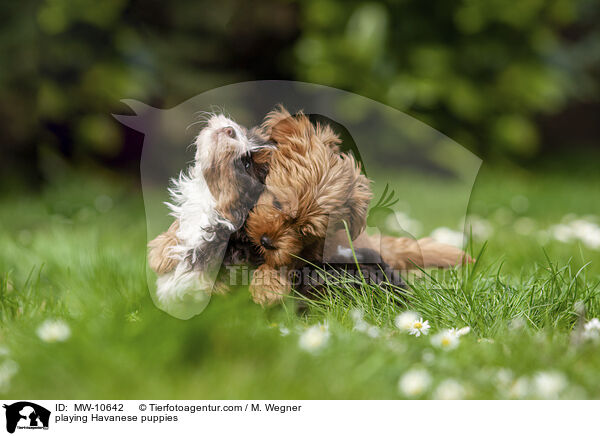 playing Havanese puppies / MW-10642