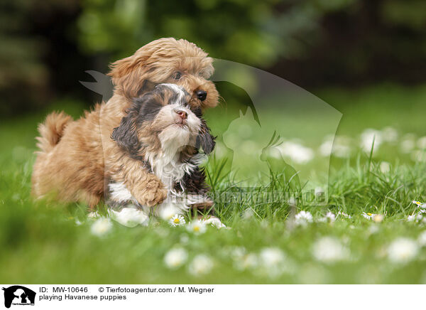 spielende Havaneser Welpen / playing Havanese puppies / MW-10646