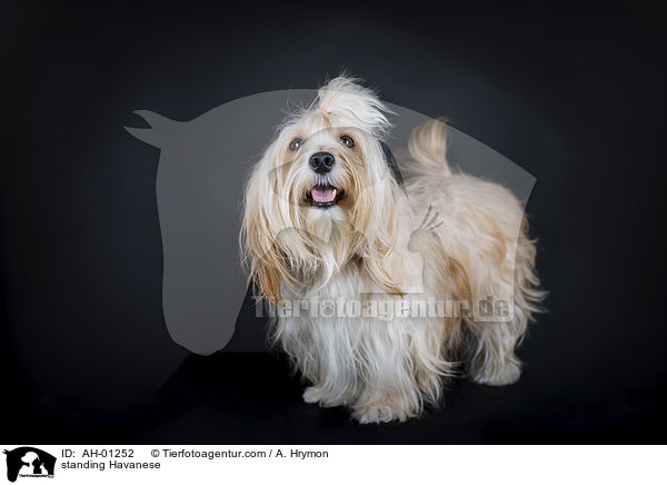 stehender Havaneser / standing Havanese / AH-01252