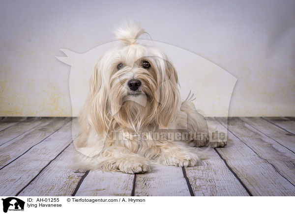 liegender Havaneser / lying Havanese / AH-01255